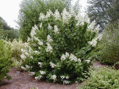 Bugás hortenzia - Hydrangea paniculata 'Tardiva'