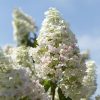 Bugás hortenzia  - Hydrangea paniculata 'Unique'
