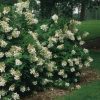 Bugás hortenzia  - Hydrangea paniculata 'Unique'