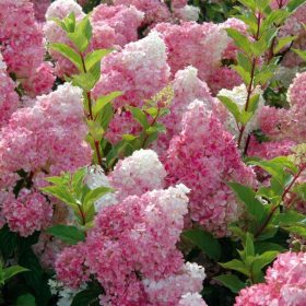   Bugás hortenzia - Hydrangea paniculata 'Vanille Fraise'