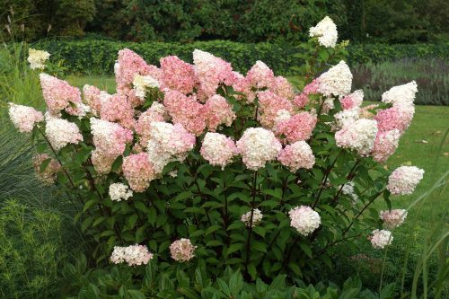 Bugás hortenzia - Hydrangea paniculata 'Vanilla Fraise'