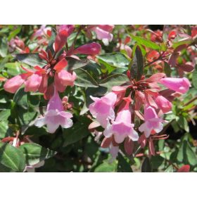   Tárnicslonc 'Edward Goucher' fajta - Abelia grandiflora 'Edward Goucher'