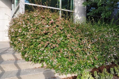 Tárnicslonc 'Edward Goucher' fajta - Abelia grandiflora 'Edward Goucher'