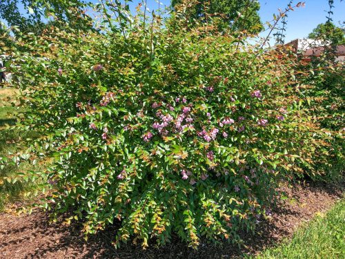 Tárnicslonc 'Edward Goucher' fajta - Abelia grandiflora 'Edward Goucher'