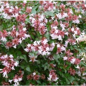   Tárnicslonc 'Sherwood' fajta - Abelia grandiflora 'Sherwood'