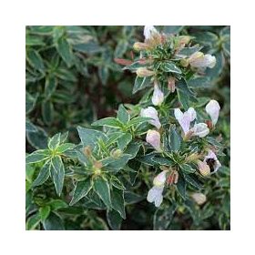   Tárnicslonc 'Luckey Lots' fajta - Abelia grandiflora 'Luckey Lots'