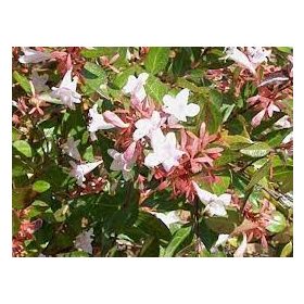   Tárnicslonc 'Prostrata' fajta - Abelia grandiflora 'Prostrata'