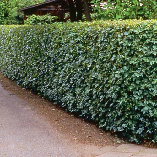 Mezei juhar - Acer campestre