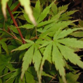 Japán juhar - Acer palmatum 'Arakawa'