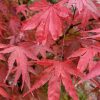 Japán juhar - Acer palmatum 'Arakawa'