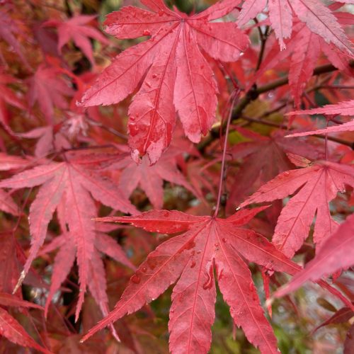 Japán juhar - Acer palmatum 'Arakawa'