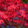 Japán juhar -  Acer palmatum 'Paprika'