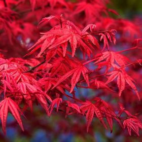 Japán juhar -  Acer palmatum 'Paprika'