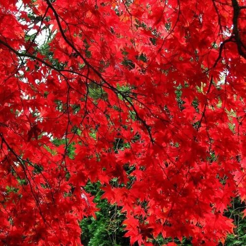 Japán juhar -  Acer palmatum 'Paprika'