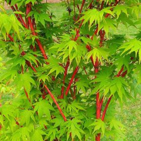Japán juhar - Acer palmatum 'Sango-kaku'