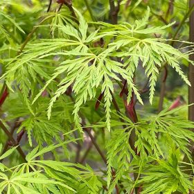 Japán juhar  - Acer palmatum 'Seiryu'