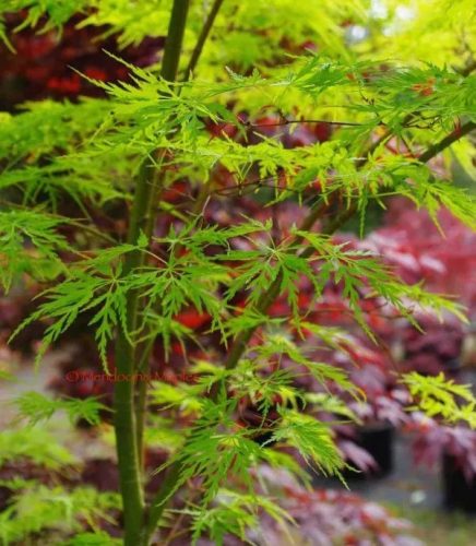 Japán juhar 'Seiryu' fajta - Acer palmatum 'Seiryu'