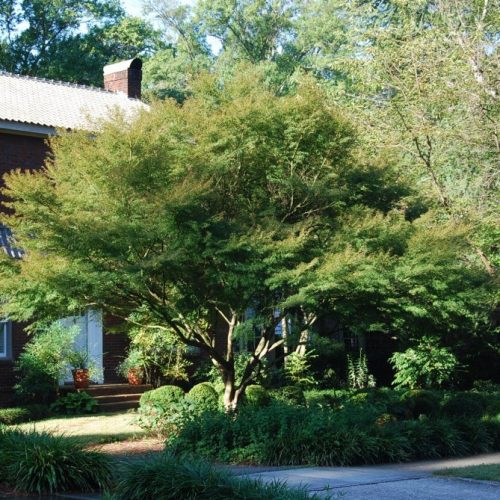 Japán juhar  - Acer palmatum 'Seiryu'