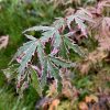 Japán juhar - Acer palmatum 'Butterfly'