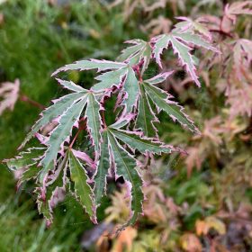 Japán juhar - Acer palmatum 'Butterfly'