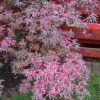 Japán juhar - Acer palmatum 'Butterfly'