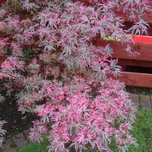 Japán juhar - Acer palmatum 'Butterfly'