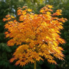 Japán juhar   - Acer palmatum 'Orange Dream'