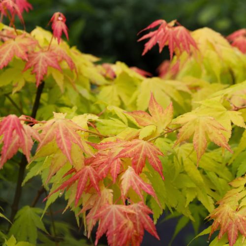 Japán juhar   - Acer palmatum 'Orange Dream'