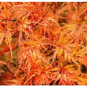 Japán juhar  - Acer palmatum 'Orange Lace'