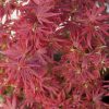 Japán juhar - Acer palmatum 'Shaina'