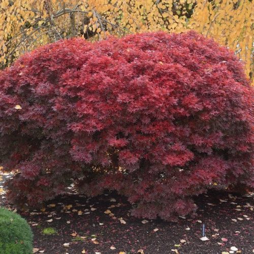 Japán juhar - Acer palmatum 'Shaina'