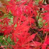 Japán juhar  - Acer palmatum 'Sumi-Nagashi'
