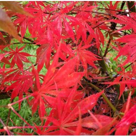 Japán juhar  - Acer palmatum 'Sumi-Nagashi'