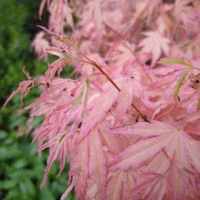 Japán juhar  - Acer palmatum 'Taylor'