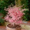 Japán juhar  - Acer palmatum 'Taylor'
