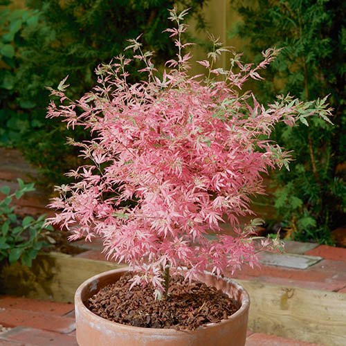 Japán juhar  - Acer palmatum 'Taylor'