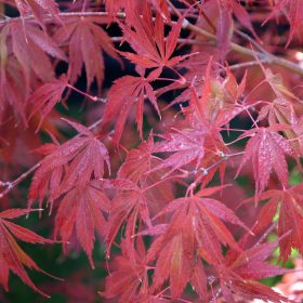 Japán juhar - Acer palmatum 'Trompenburg'
