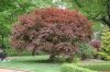 Japán juhar 'Trompenburg' fajta - Acer palmatum 'Trompenburg'
