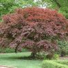 Japán juhar - Acer palmatum 'Trompenburg'