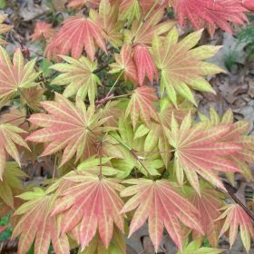 Japán juhar  - Acer shirasawanum 'Moonrise'