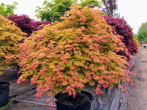 Japán juhar  - Acer shirasawanum 'Moonrise'