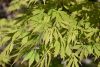 Japán juhar 'Omure Yama' fajta - Acer palmatum 'Omure Yama'