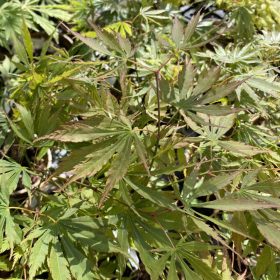 Japán juhar - Acer palmatum 'Omure Yama'