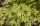 Japán juhar 'Omure Yama' fajta - Acer palmatum 'Omure Yama'