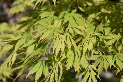 Japán juhar 'Omure Yama' fajta - Acer palmatum 'Omure Yama'