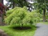Japán juhar 'Omure Yama' fajta - Acer palmatum 'Omure Yama'