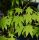Japán juhar - Acer palmatum 'Limelight'
