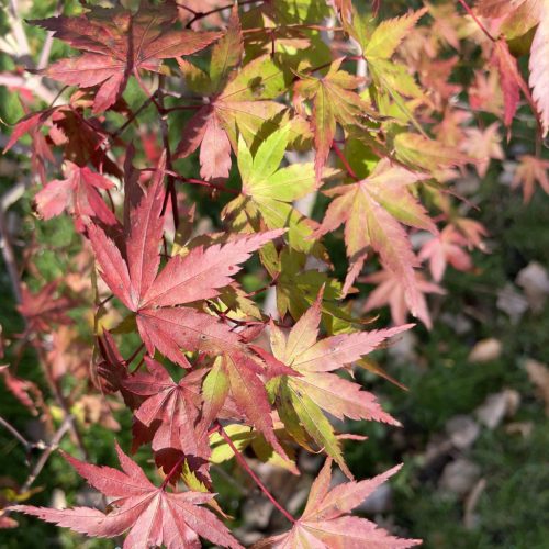 Japán juhar - Acer palmatum 'Limelight'