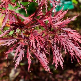 Japán juhar - Acer palmatum 'Shojo Shidare'