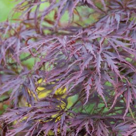 Japán juhar - Acer palmatum 'Tamuke Yama'
